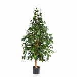 Natural Exotica Ficus 150cm 